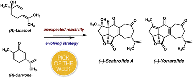 Graphical abstract: Total synthesis of (−)-scabrolide A and (−)-yonarolide