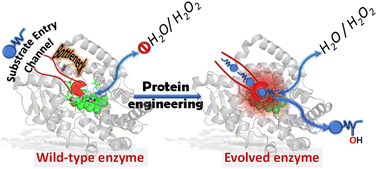 Graphical abstract: Computationally guided bioengineering of the active site, substrate access pathway, and water channels of thermostable cytochrome P450, CYP175A1, for catalyzing the alkane hydroxylation reaction