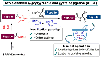 Graphical abstract: Azole reagents enabled ligation of peptide acyl pyrazoles for chemical protein synthesis