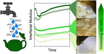 Graphical abstract: Tea film formation in artificial tap water