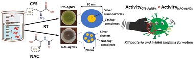 Graphical abstract: l-Cysteine and N-acetyl-l-cysteine-mediated synthesis of nanosilver-based sols and hydrogels with antibacterial and antibiofilm properties