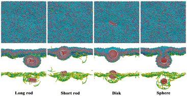 Graphical abstract: A computational study of the influence of nanoparticle shape on clathrin-mediated endocytosis