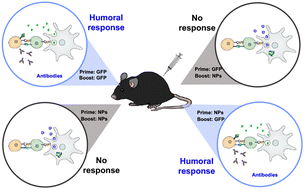 Graphical abstract: Administration sequence- and formation-dependent vaccination using acid-degradable polymeric nanoparticles with high antigen encapsulation capability