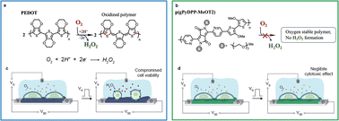 Graphical abstract: The impact of hydrogen peroxide production in OECTs for in vitro applications