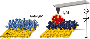 Graphical abstract: Kelvin probe force microscopy on patterned large-area biofunctionalized surfaces: a reliable ultrasensitive platform for biomarker detection