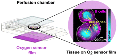 Graphical abstract: Spatially resolved quantification of oxygen consumption rate in ex vivo lymph node slices