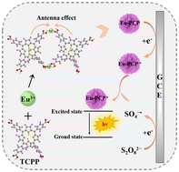 Graphical abstract: Antenna effect enhanced ECL immunoassay using microfloral europium porphyrin coordination polymers based on Eu3+ and TCPP for the detection of chloramphenicol in foods