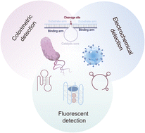 Graphical abstract: Recent progress on DNAzyme-based biosensors for pathogen detection