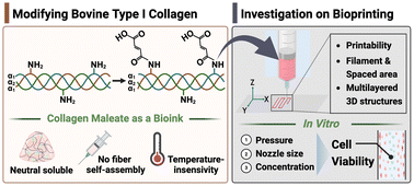Graphical abstract: Characterization and application of photocrosslinkable collagen maleate as bioink in extrusion-based 3D bioprinting