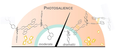 Graphical abstract: Polymorph driven diversification of photosalient responses in a zinc(ii) coordination complex