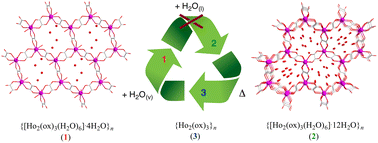 Graphical abstract: Magnetocaloric efficiency tuning through solvent-triggered 3D to 2D interconversion in holmium(iii)-based dynamic MOFs