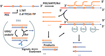 Graphical abstract: Multi-site enzymatic repairing amplification (MSERA) enables ultrasensitive detection of terminal deoxynucleotidyl transferase activity