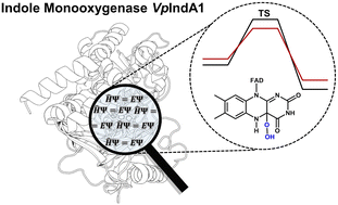 Graphical abstract: Quantum chemical modeling of enantioselective sulfoxidation and epoxidation reactions by indole monooxygenase VpIndA1