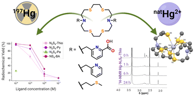 Graphical abstract: Development of thiacrown ligands for encapsulation of mercury-197m/g into radiopharmaceuticals