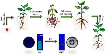 Graphical abstract: Monitoring CO as a plant signaling molecule under heavy metal stress using carbon nanodots