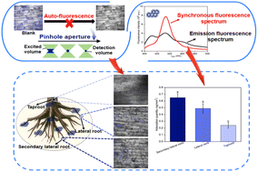 Graphical abstract: Combining a tunable pinhole with synchronous fluorescence spectrometry for visualization and quantification of benzo[a]pyrene at the root epidermis microstructure of Kandelia obovata