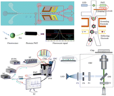 Graphical abstract: Cost-effective microfluidic flow cytometry for precise and gentle cell sorting
