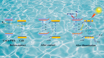 Graphical abstract: Efficient construction of S-scheme heterojunctions for photocatalytic hydrogen production