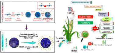 Graphical abstract: Synthesis of Fe-loaded mesoporous silica nanoparticles for improving the growth, ion homeostasis, osmolyte, and oxidative status of wheat seedlings under salinity stress