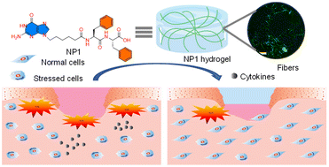 Graphical abstract: Design and synthesis of a nucleobase functionalized peptide hydrogel: in vitro assessment of anti-inflammatory and wound healing effects