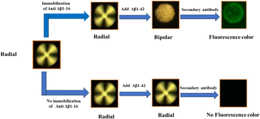 Graphical abstract: Label-free detection of Aβ-42: a liquid crystal droplet approach for Alzheimer's disease diagnosis