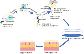 Graphical abstract: Full-component extract of Crithmum maritimum and its effect on epidermal regeneration