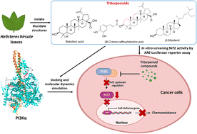 Graphical abstract: In vitro and in silico hybrid approach to unveil triterpenoids from Helicteres hirsuta leaves as potential compounds for inhibiting Nrf2