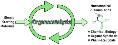 Graphical abstract: Enantioselective organocatalytic strategies to access noncanonical α-amino acids