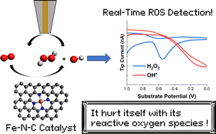 Graphical abstract: Real-time investigation of reactive oxygen species and radicals evolved from operating Fe–N–C electrocatalysts during the ORR: potential dependence, impact on degradation, and structural comparisons