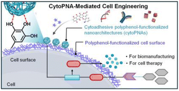 Graphical abstract: Engineering live cell surfaces with polyphenol-functionalized nanoarchitectures
