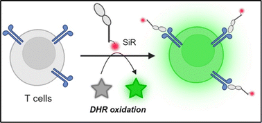 Graphical abstract: An encodable amino acid for targeted photocatalysis