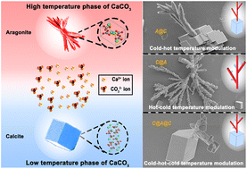 Graphical abstract: Photothermal conversion-enabled temperature modulation for the growth of complex polymorphic architectures of calcium carbonate