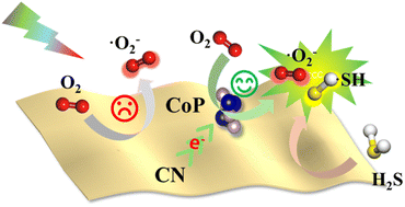 Graphical abstract: Boosting oxygen activation by CoP/carbon nitride photocatalyst in low-concentration H2S oxidation