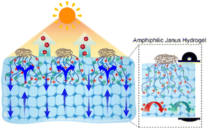 Graphical abstract: Amphiphilic Janus patch-grafted hydrogels for salt-rejecting solar water desalination