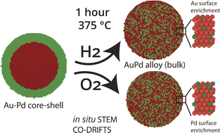 Graphical abstract: In situ analysis of gas dependent redistribution kinetics in bimetallic Au-Pd nanoparticles