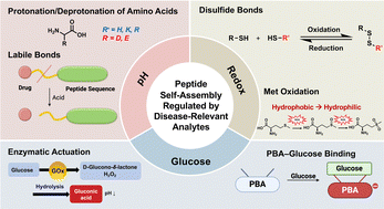 Graphical abstract: Engineering disease analyte response in peptide self-assembly