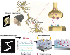 Graphical abstract: Reservoir computing determined by nonlinear weight dynamics in Gd-doped CeO2/CeO2 bi-layered oxide memristors