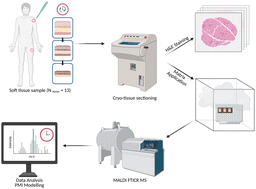 Graphical abstract: A holistic approach to understanding biochemical degradation of human tissues using high resolution MALDI MS