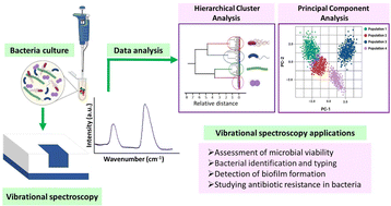 Graphical abstract: Vibrational spectroscopy combined with chemometric approaches in bacterial studies: a review of recent advances and applications