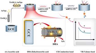 Graphical abstract: A near-infrared photoelectrochemical aptasensor based on a Yb–Bi2S3/AuNP nanocomposite for determining miRNA-155, a biomarker for allergic rhinitis