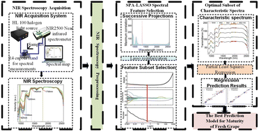 Graphical abstract: NIRS-based fresh grape ripeness prediction with SPA-LASSO spectral feature selection