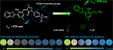 Graphical abstract: A Golgi-targeting fluorescent probe for the detection of hydrazine in biological and environmental systems