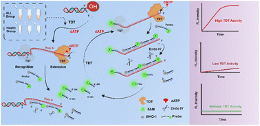 Graphical abstract: Endo IV-assisted cascade amplification for ultrasensitive TdT detection in acute lymphoblastic leukemia
