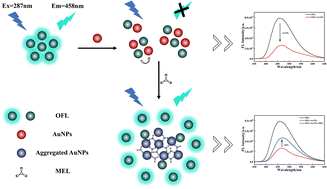 Graphical abstract: A fluorescent probe based on the interaction of ofloxacin with gold nanoparticles for the sensitive detection of melamine