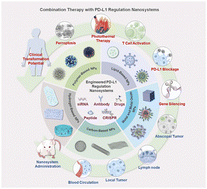 Graphical abstract: Engineered PD-L1 nanoregulators for enhanced tumor immunotherapy