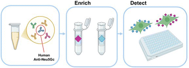 Graphical abstract: A general and accessible approach to enrichment and characterisation of natural anti-Neu5Gc antibodies from human samples