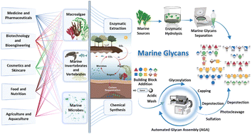 Graphical abstract: Exploring marine glycans: structure, function, and the frontier of chemical synthesis