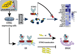 Graphical abstract: Defining STING–sterol interactions with chemoproteomics