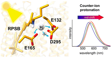 Graphical abstract: Origin of the red-shifted absorption maximum in channelrhodopsin Chrimson