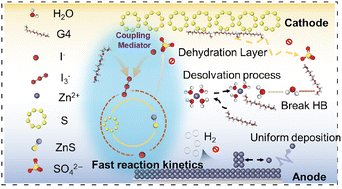 Graphical abstract: Efficient catalytic sulfur conversion in aqueous zinc-sulfur batteries mediated by iodide-coupled ether groups